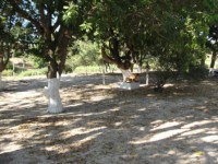 /album/rancho-do-coqueiro/gui-jpg1/